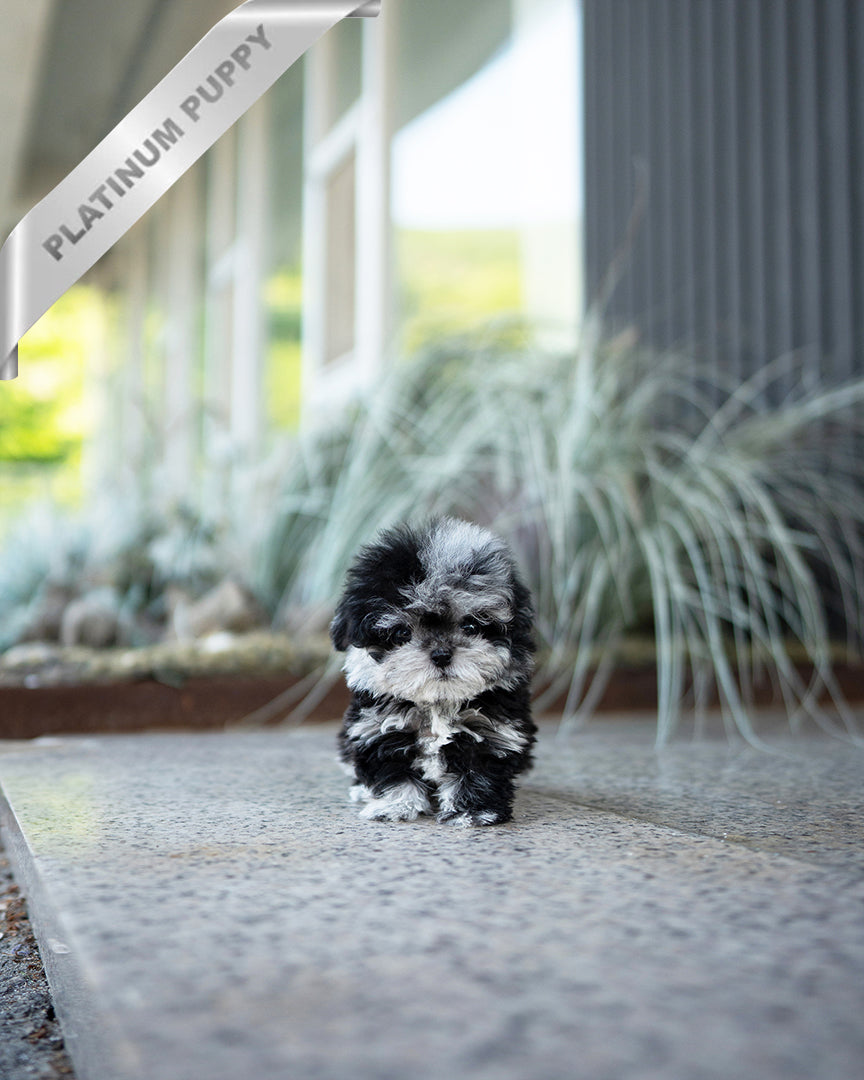 COCO - FEMALE - ROLLY TEACUP PUPPIES - TEACUP PUPPY FOR SALE