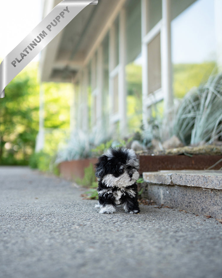 COCO - FEMALE - ROLLY TEACUP PUPPIES - TEACUP PUPPY FOR SALE