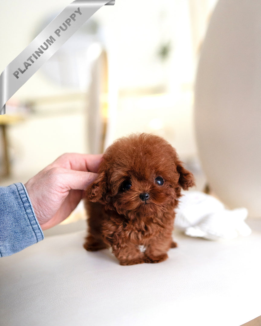 ARLO - MALE - ROLLY TEACUP PUPPIES - TEACUP PUPPY FOR SALE
