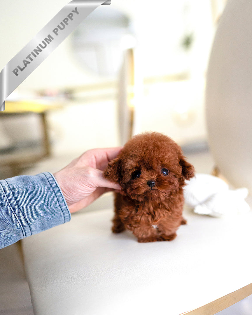 ARLO - MALE - ROLLY TEACUP PUPPIES - TEACUP PUPPY FOR SALE