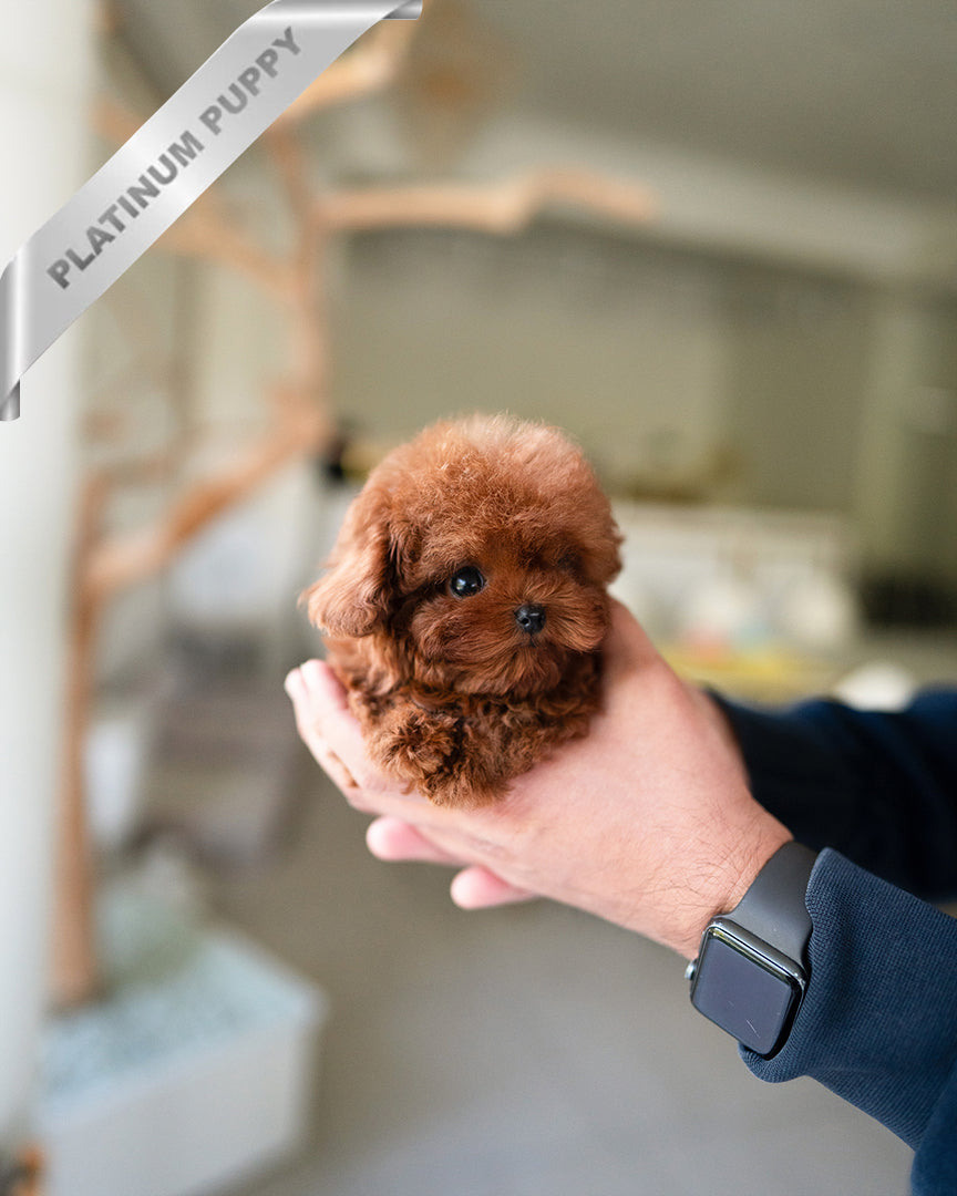ARLO - MALE - ROLLY TEACUP PUPPIES - TEACUP PUPPY FOR SALE