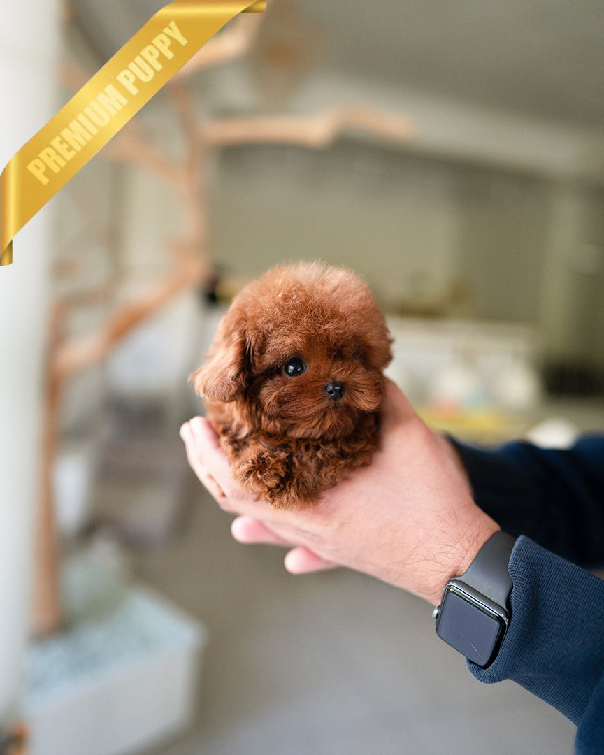 ARLO - MALE