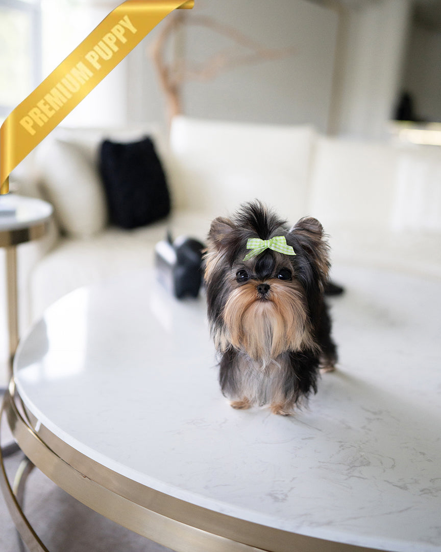 ZOEY - FEMALE - ROLLY TEACUP PUPPIES - TEACUP PUPPY FOR SALE
