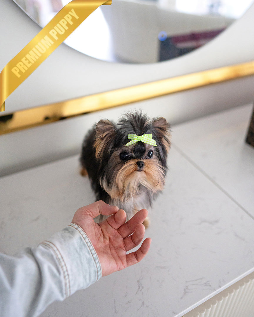 ZOEY - FEMALE - ROLLY TEACUP PUPPIES - TEACUP PUPPY FOR SALE
