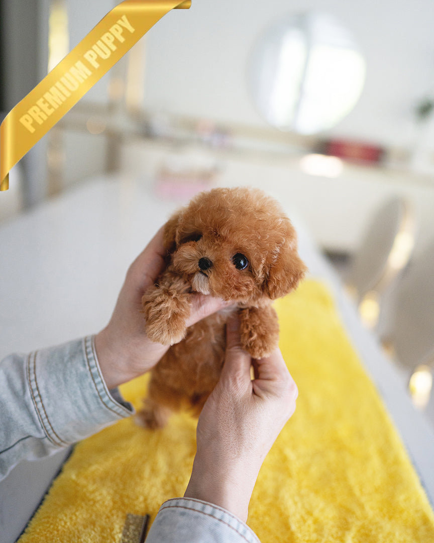 ISABELLA - FEMALE - ROLLY TEACUP PUPPIES - TEACUP PUPPY FOR SALE
