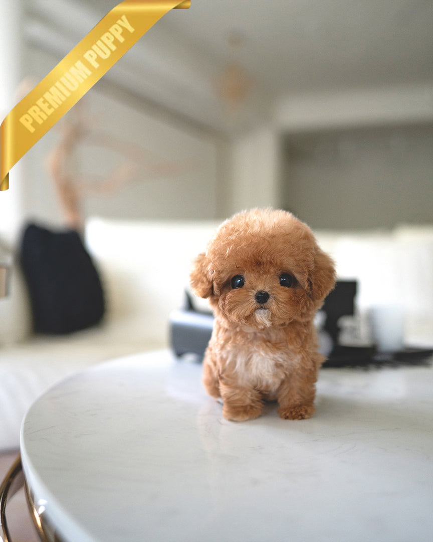 ISABELLA - FEMALE - ROLLY TEACUP PUPPIES - TEACUP PUPPY FOR SALE