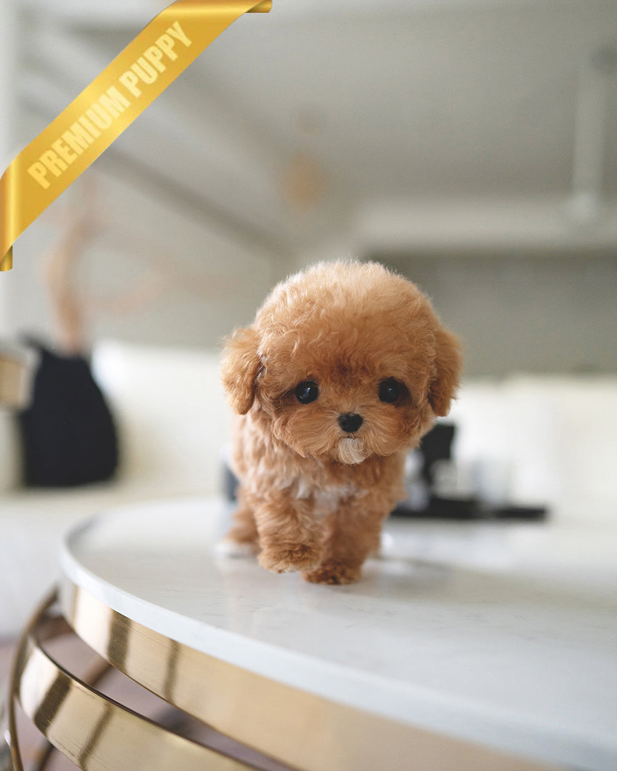 ISABELLA - FEMALE - ROLLY TEACUP PUPPIES - TEACUP PUPPY FOR SALE