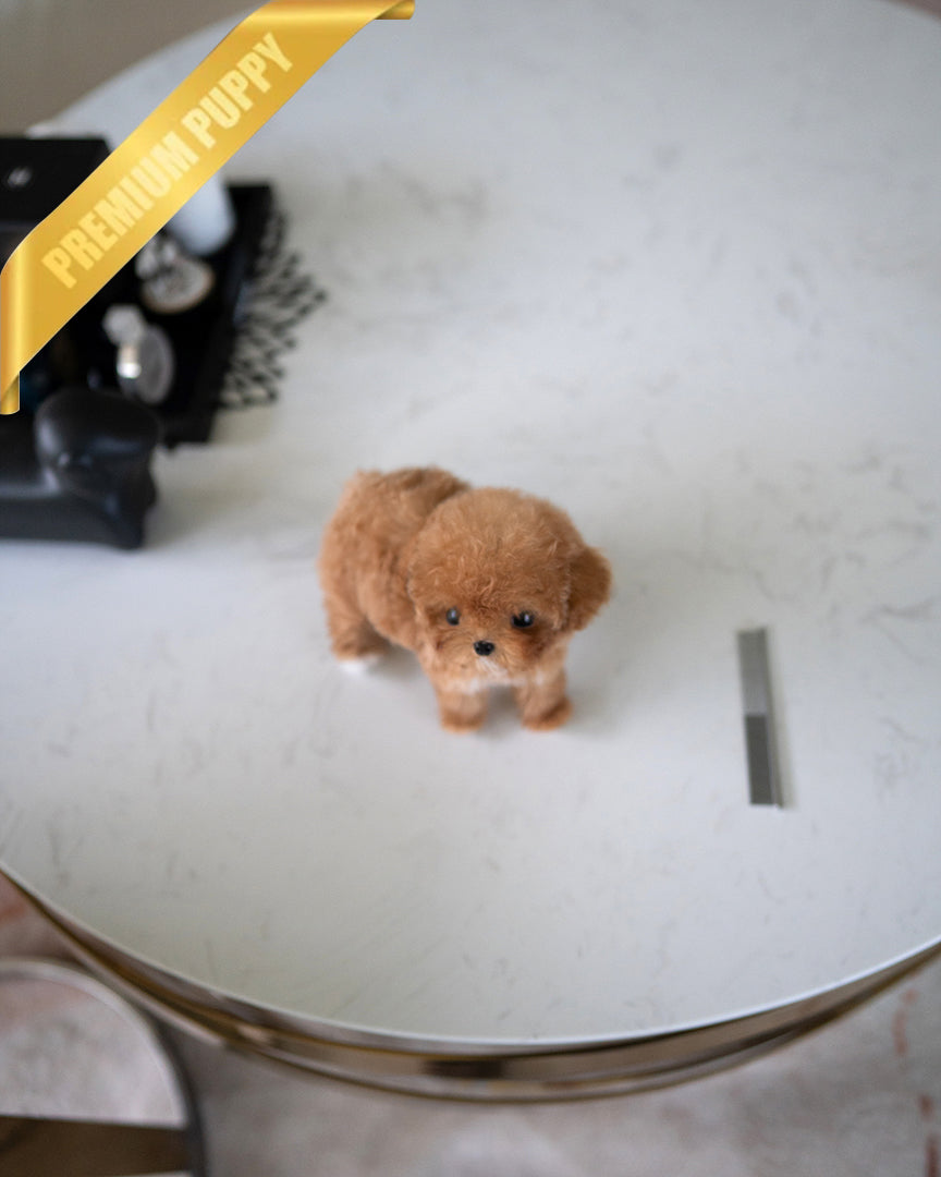 ISABELLA - FEMALE - ROLLY TEACUP PUPPIES - TEACUP PUPPY FOR SALE