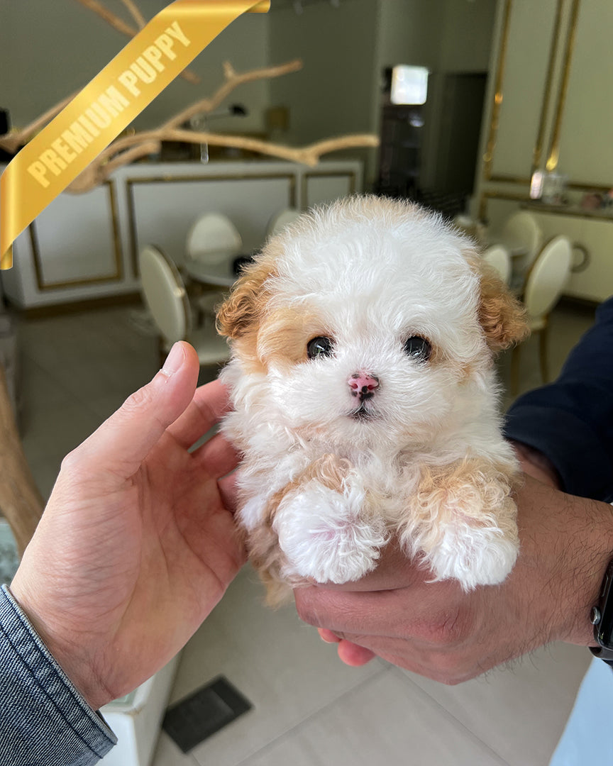 TOBY - MALE - ROLLY TEACUP PUPPIES - TEACUP PUPPY FOR SALE