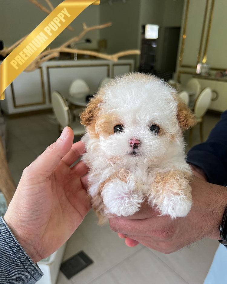 TOBY - MALE - ROLLY TEACUP PUPPIES - TEACUP PUPPY FOR SALE