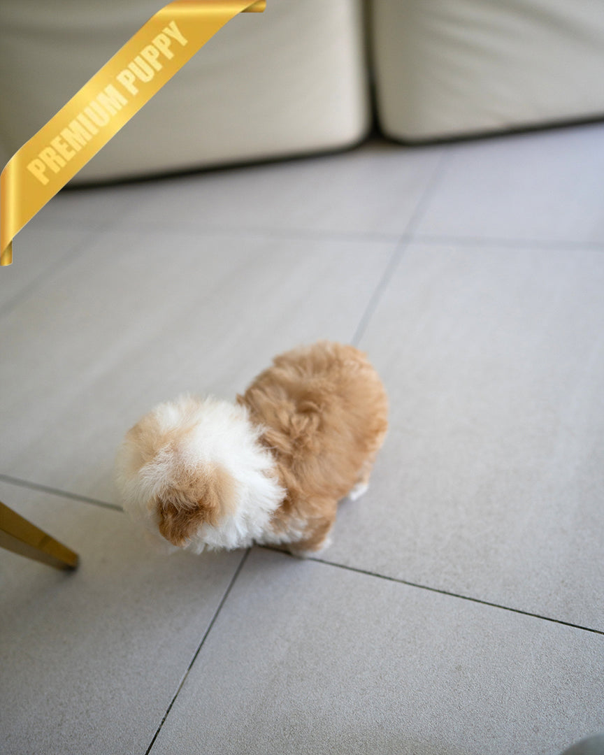 TOBY - MALE - ROLLY TEACUP PUPPIES - TEACUP PUPPY FOR SALE