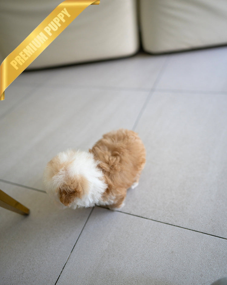 TOBY - MALE - ROLLY TEACUP PUPPIES - TEACUP PUPPY FOR SALE