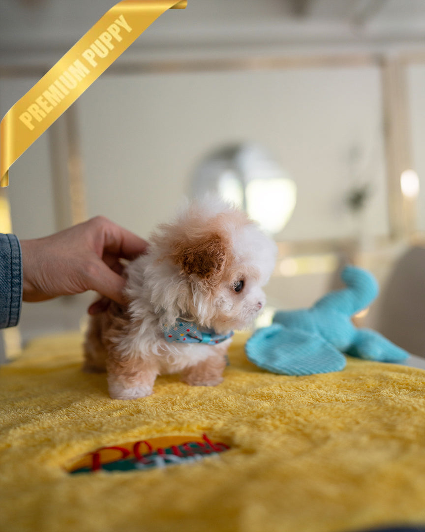 TOBY - MALE - ROLLY TEACUP PUPPIES - TEACUP PUPPY FOR SALE