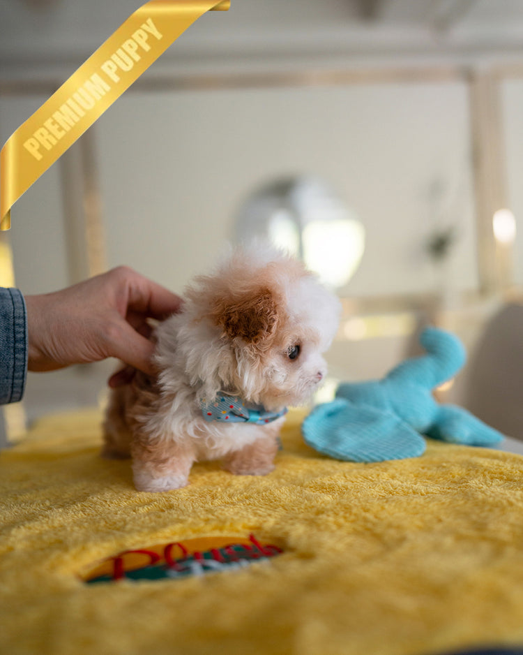 TOBY - MALE - ROLLY TEACUP PUPPIES - TEACUP PUPPY FOR SALE