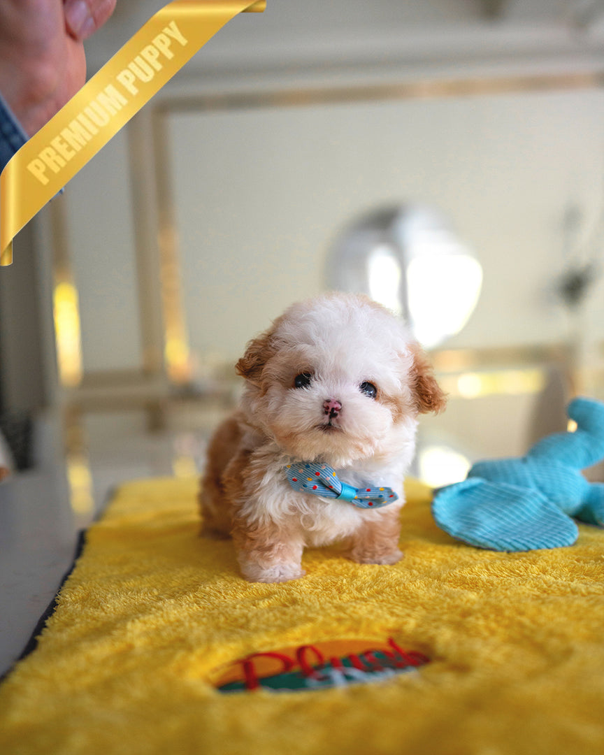 TOBY - MALE - ROLLY TEACUP PUPPIES - TEACUP PUPPY FOR SALE