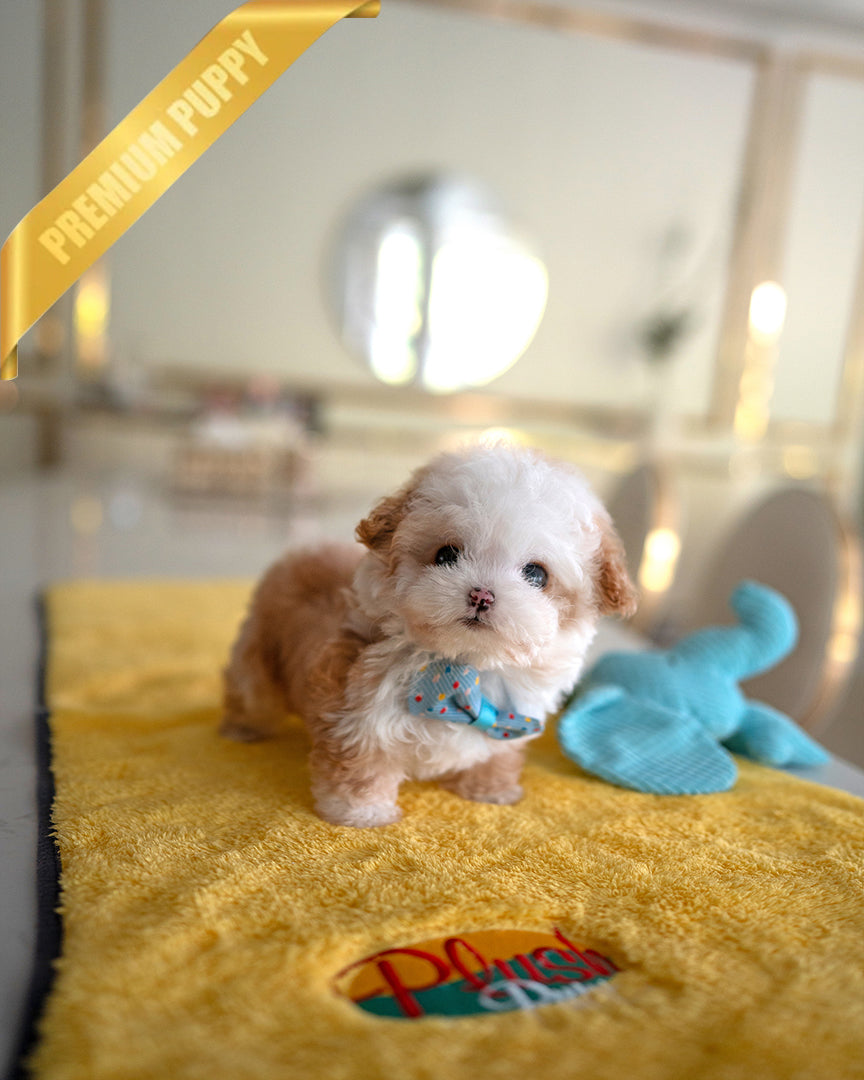 TOBY - MALE - ROLLY TEACUP PUPPIES - TEACUP PUPPY FOR SALE