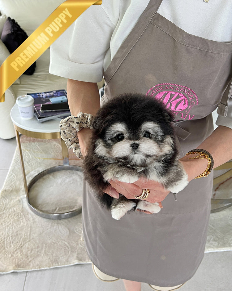 DORAEMON - MALE - ROLLY TEACUP PUPPIES - TEACUP PUPPY FOR SALE