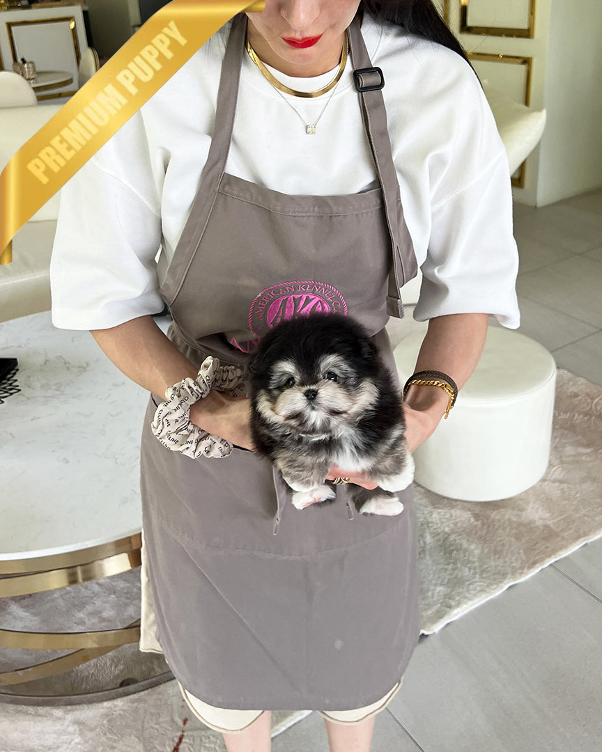 DORAEMON - MALE - ROLLY TEACUP PUPPIES - TEACUP PUPPY FOR SALE
