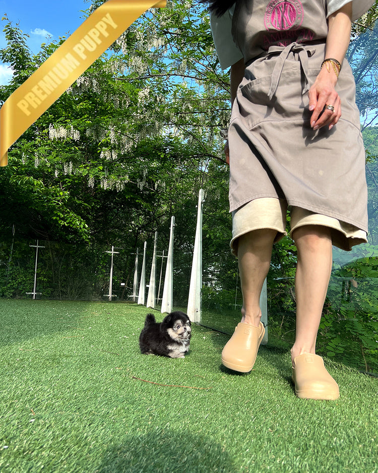 DORAEMON - MALE - ROLLY TEACUP PUPPIES - TEACUP PUPPY FOR SALE