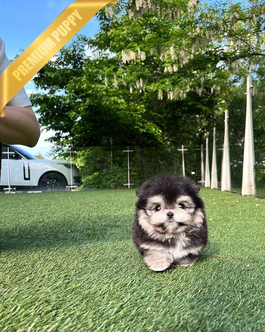 DORAEMON - MALE - ROLLY TEACUP PUPPIES - TEACUP PUPPY FOR SALE