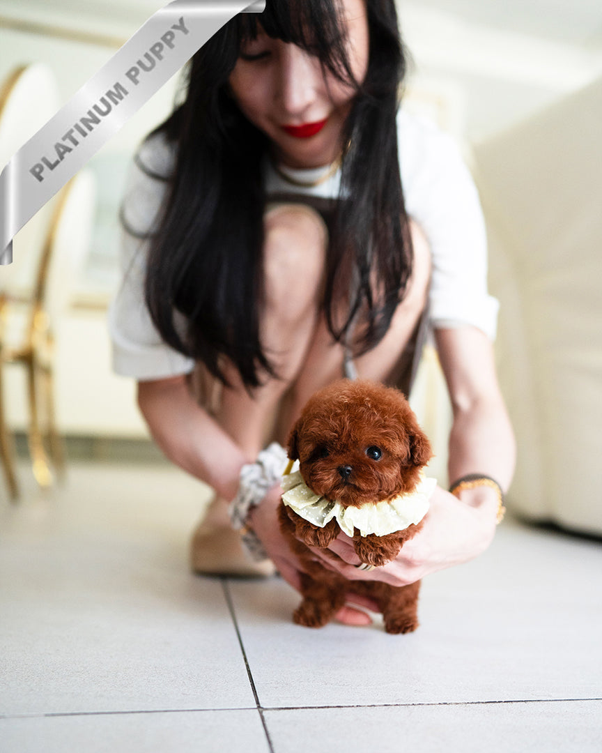 BERRY - FEMALE - ROLLY TEACUP PUPPIES - TEACUP PUPPY FOR SALE