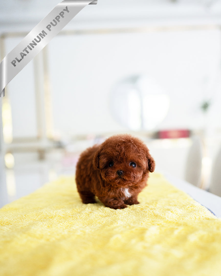 BERRY - FEMALE - ROLLY TEACUP PUPPIES - TEACUP PUPPY FOR SALE