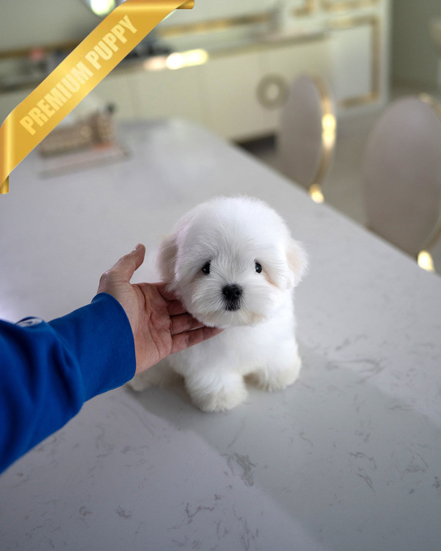 TEDDY - MALE