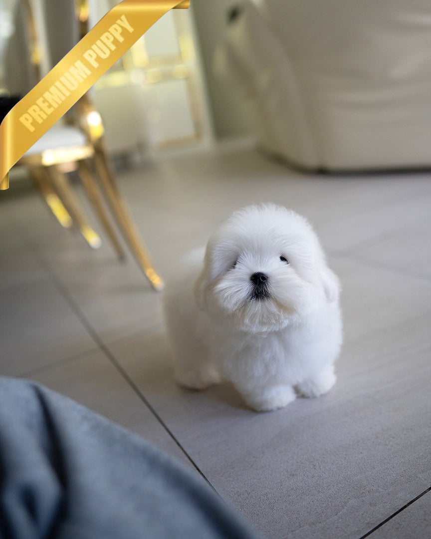 TEDDY - MALE