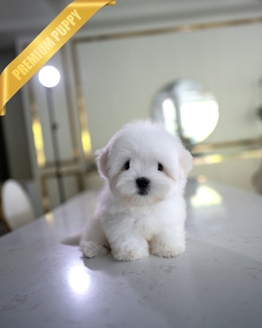 TEDDY - MALE