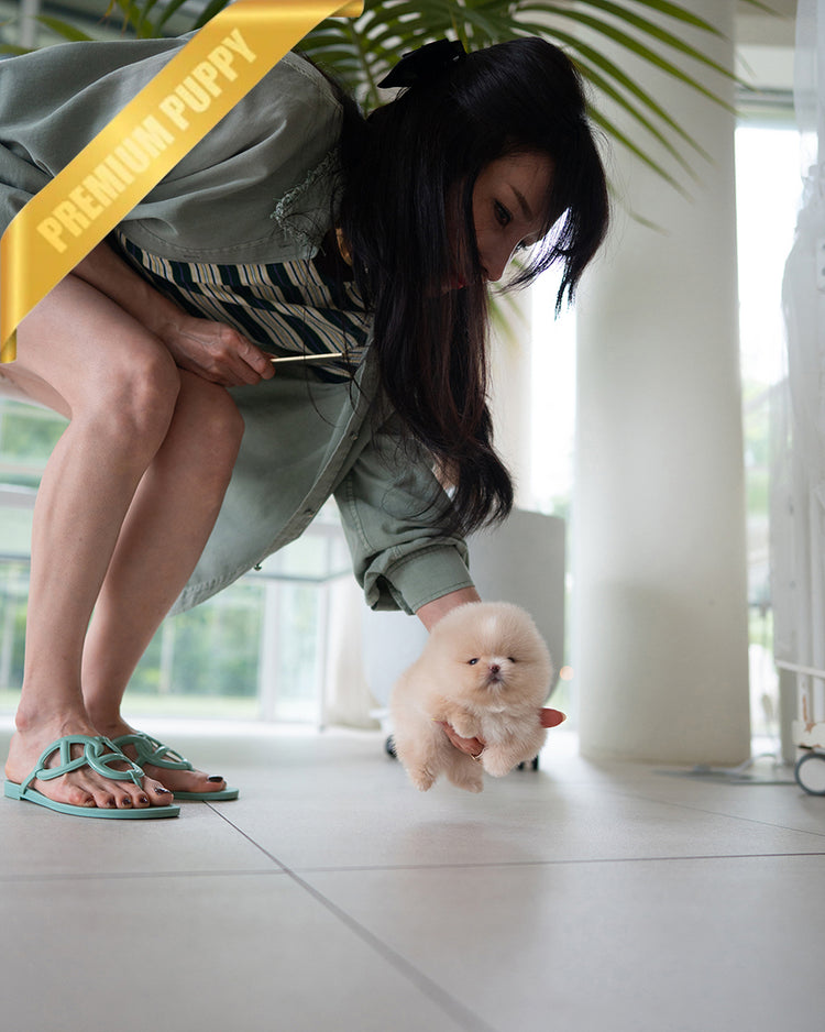 MOCHI - MALE (RESERVED by SANNY) - ROLLY TEACUP PUPPIES - TEACUP PUPPY FOR SALE