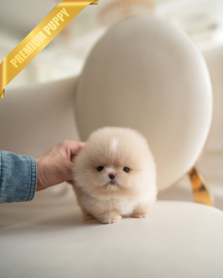 MOCHI - MALE (RESERVED by SANNY) - ROLLY TEACUP PUPPIES - TEACUP PUPPY FOR SALE