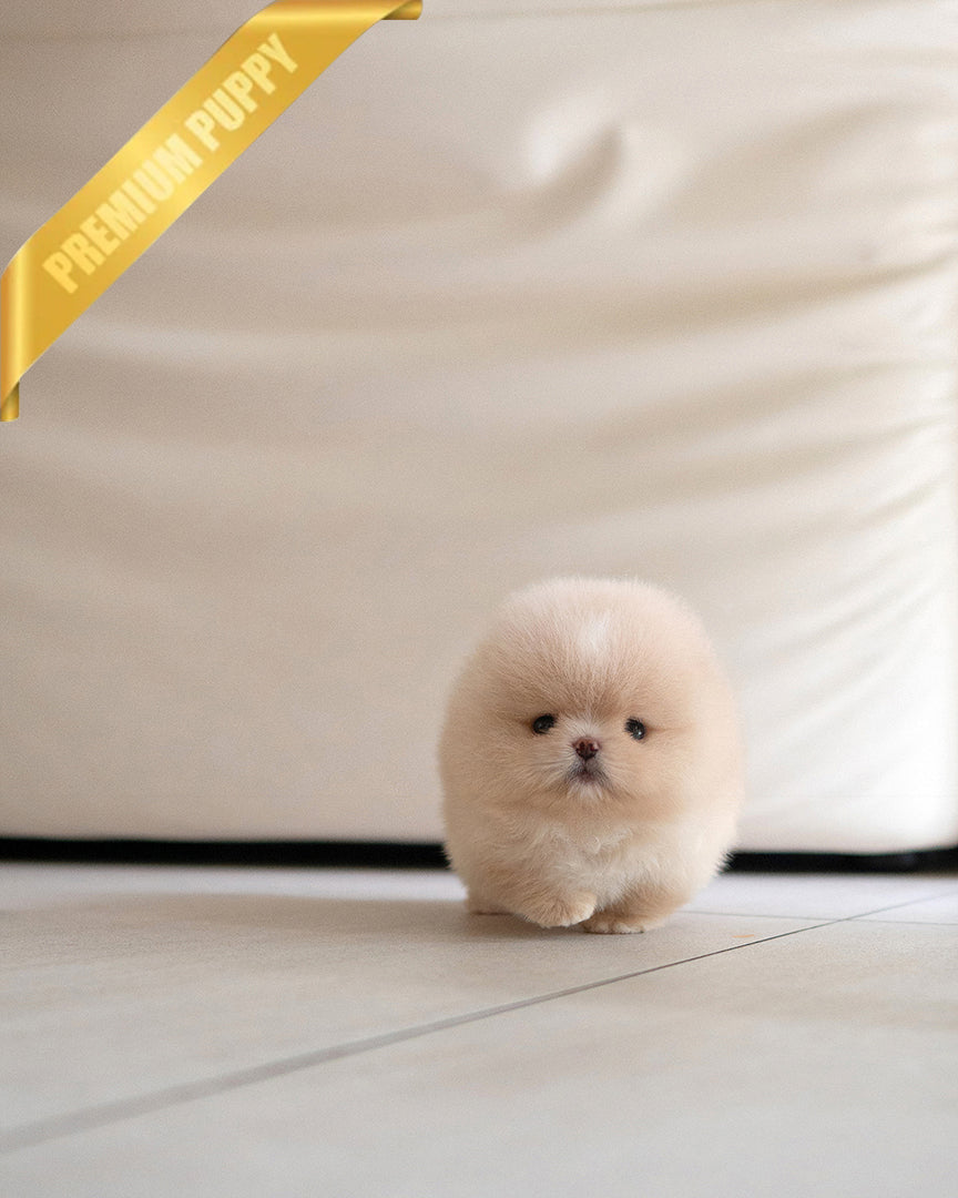 MOCHI - MALE (RESERVED by SANNY) - ROLLY TEACUP PUPPIES - TEACUP PUPPY FOR SALE