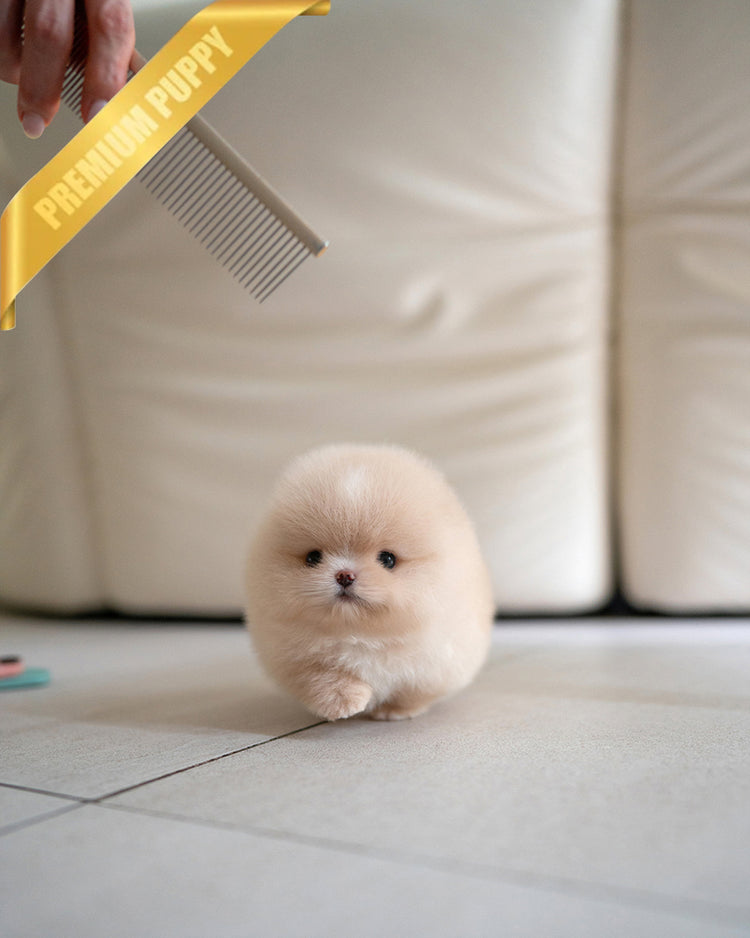 MOCHI - MALE (RESERVED by SANNY) - ROLLY TEACUP PUPPIES - TEACUP PUPPY FOR SALE