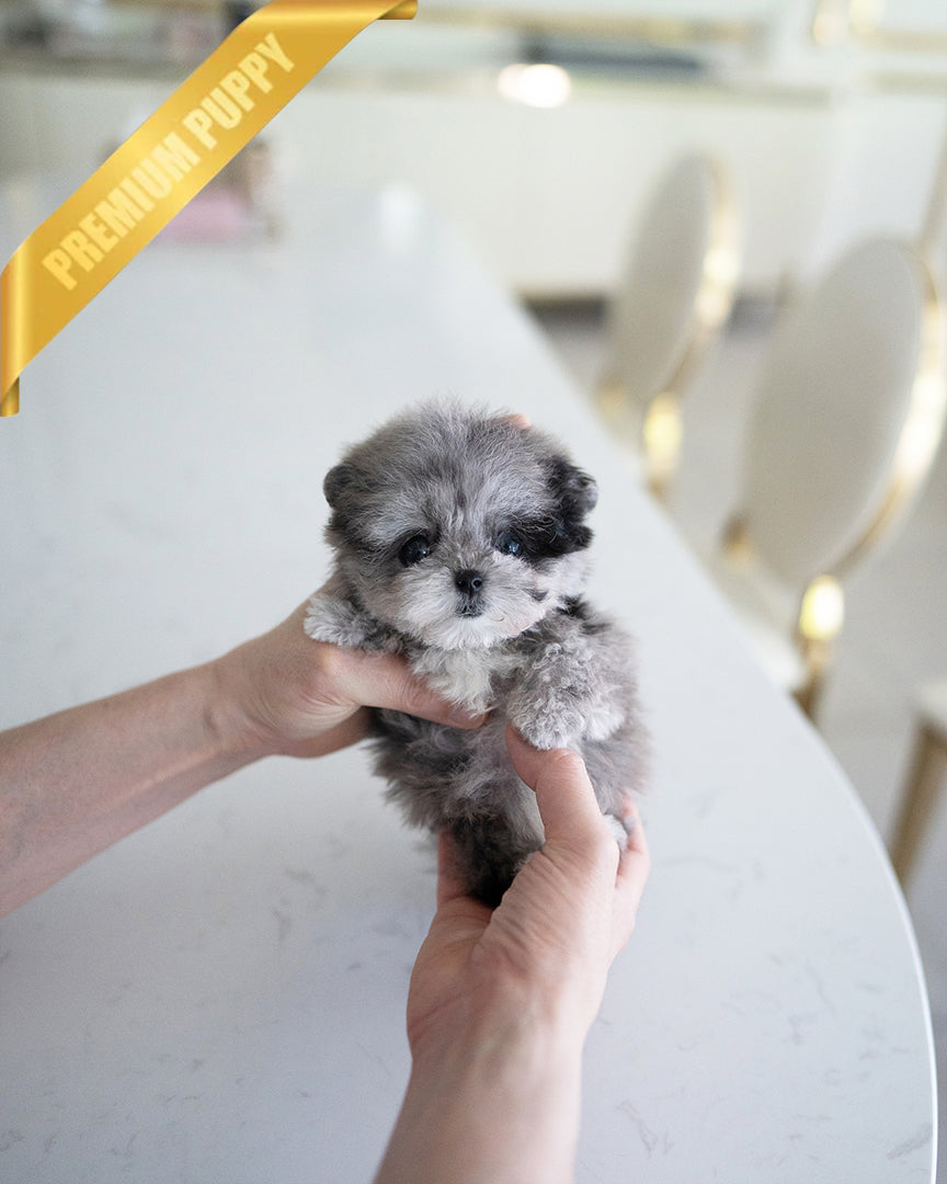 OREO - MALE