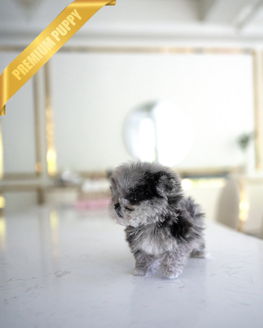 OREO - MALE