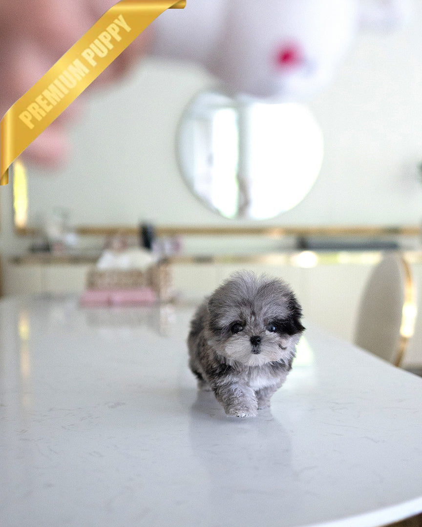 OREO - MALE