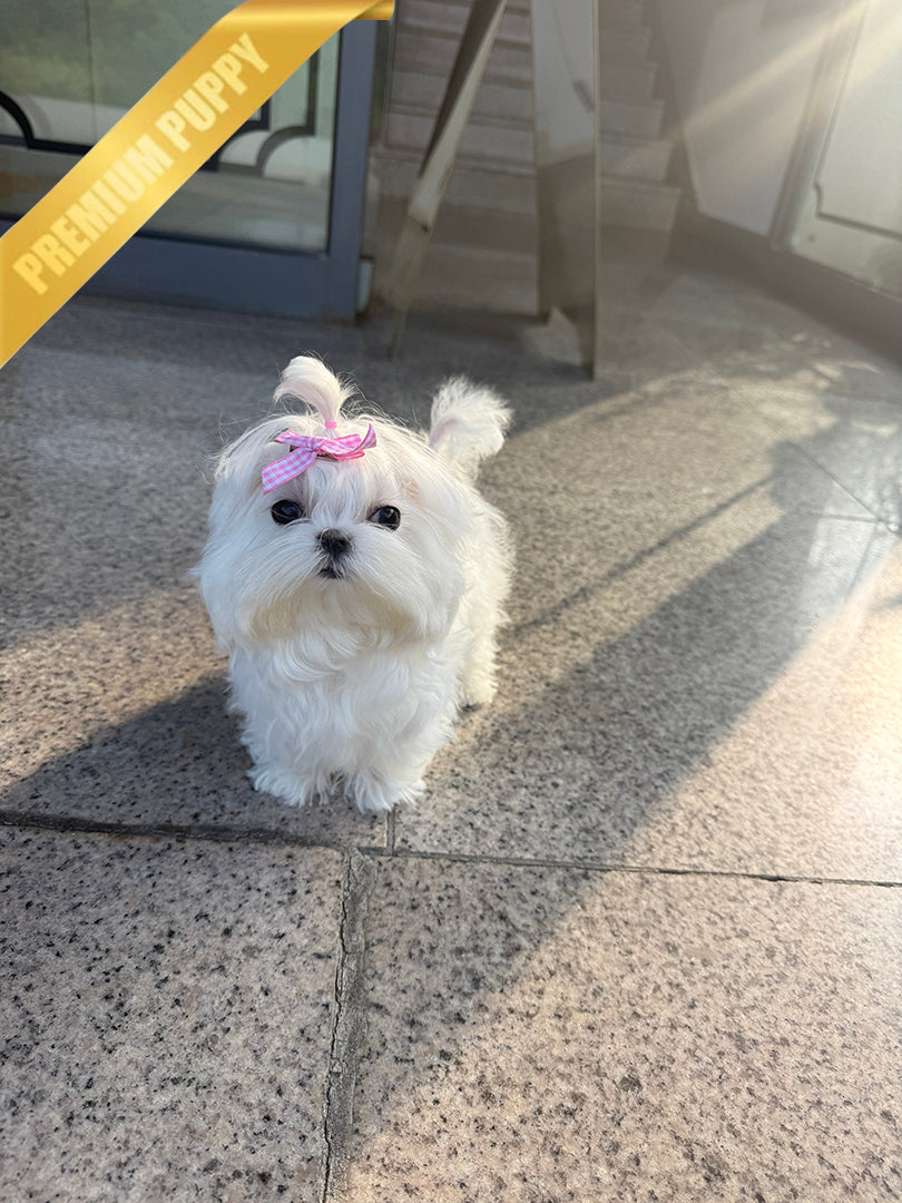 TOBY - MALE