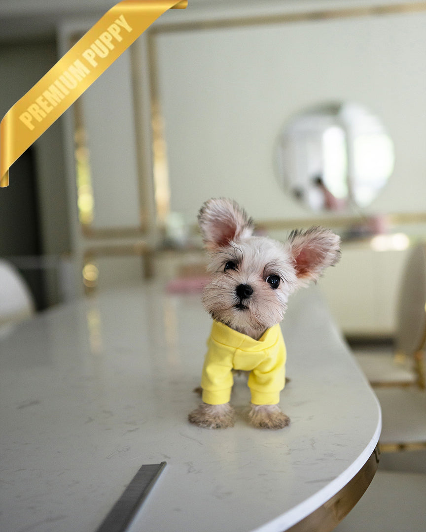 TOBY - MALE