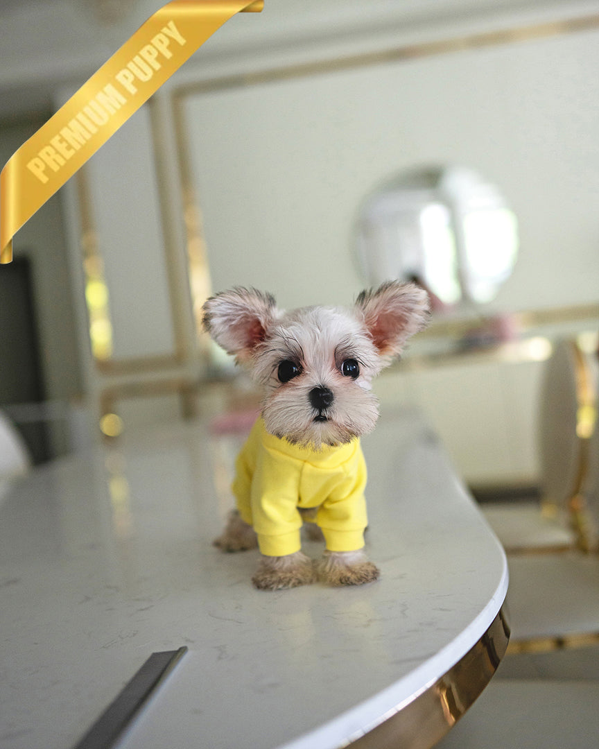 TOBY - MALE