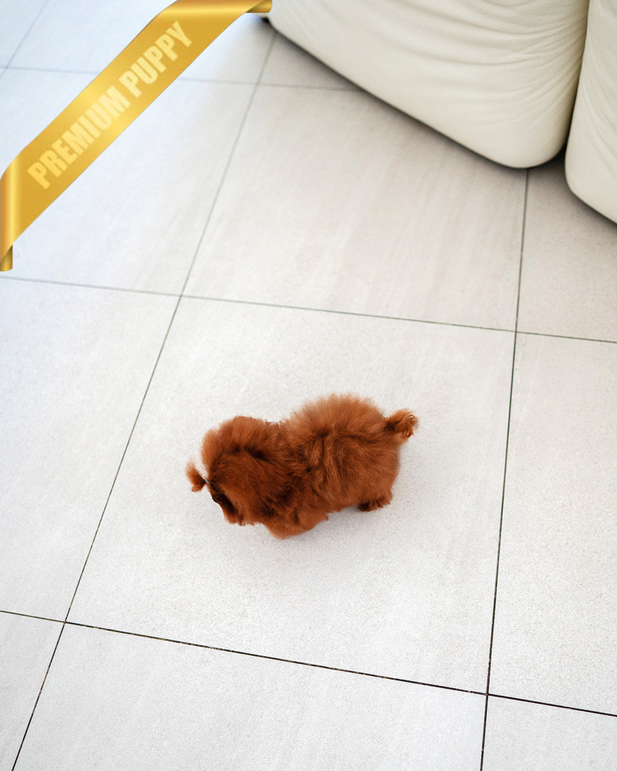 ARLO - MALE