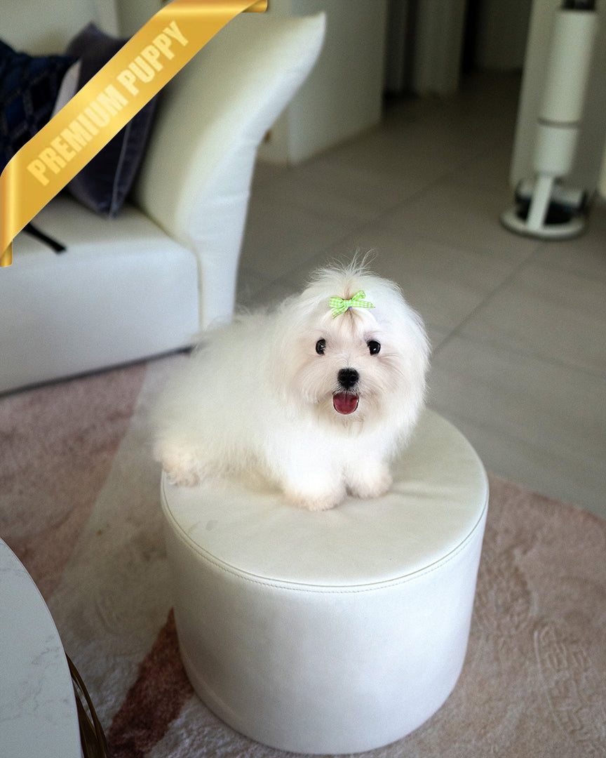 THEO - MALE