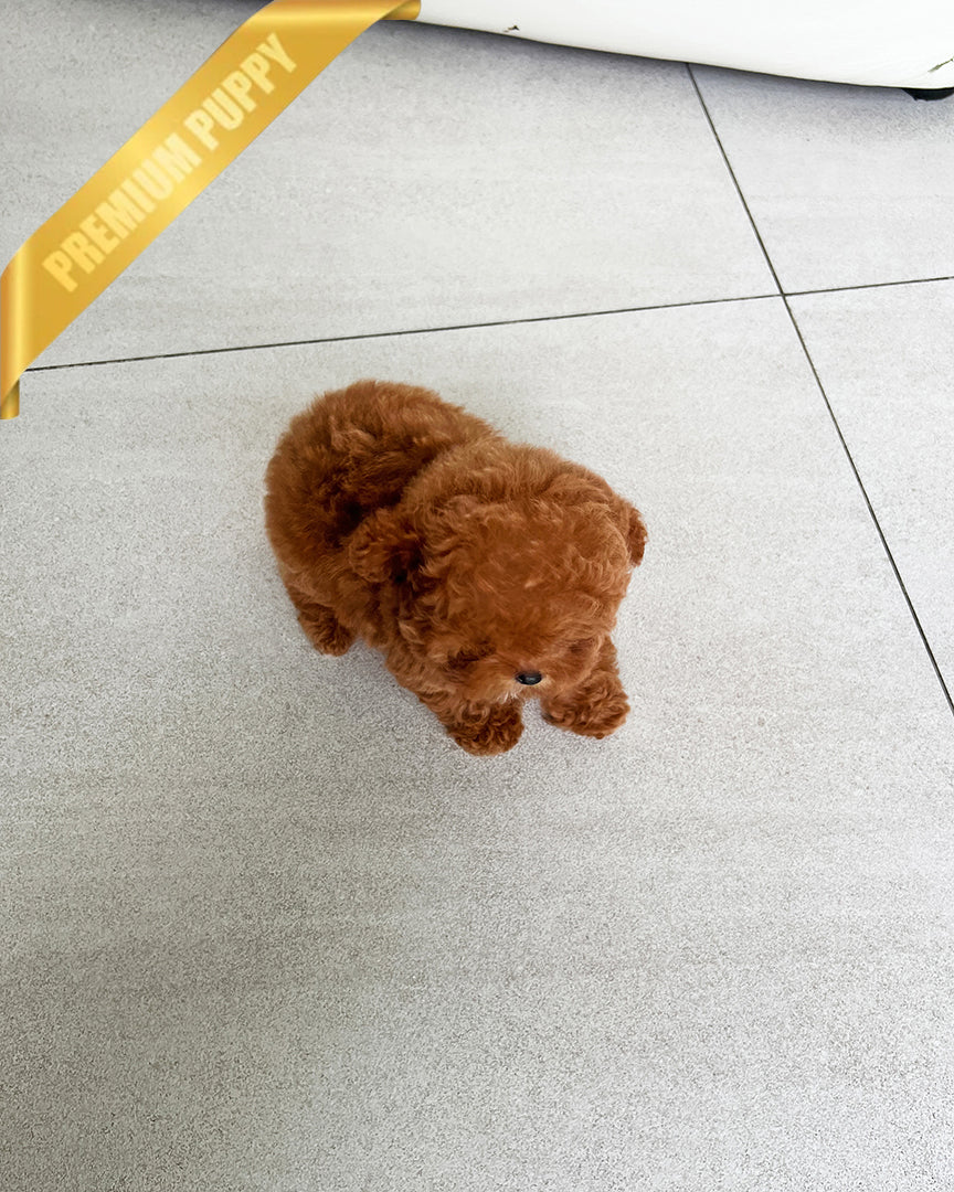 ARLO - MALE
