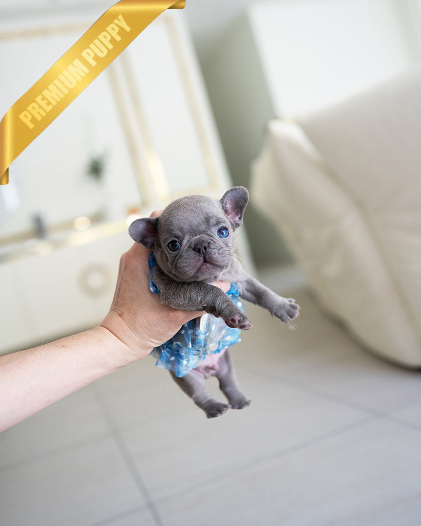 HUGO - MALE