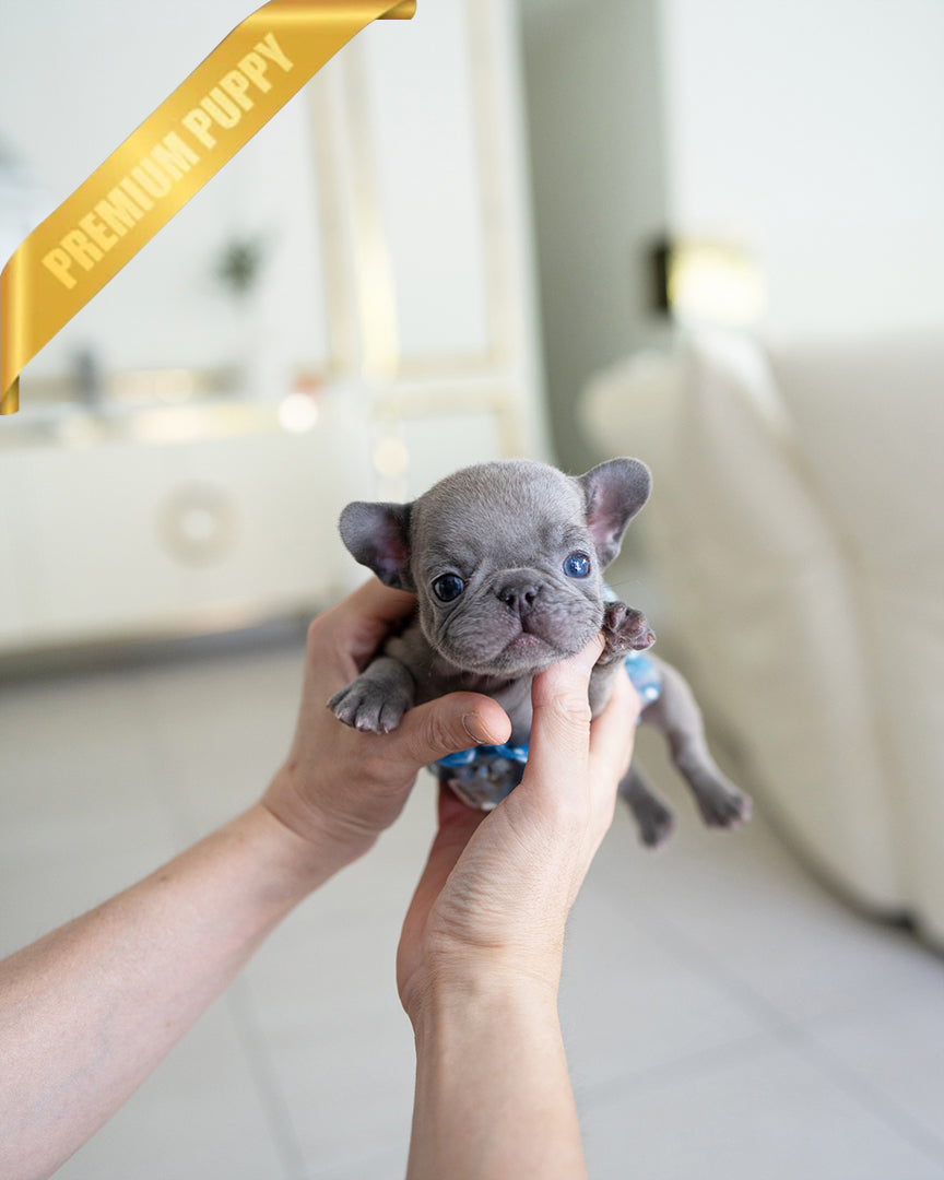 HUGO - MALE
