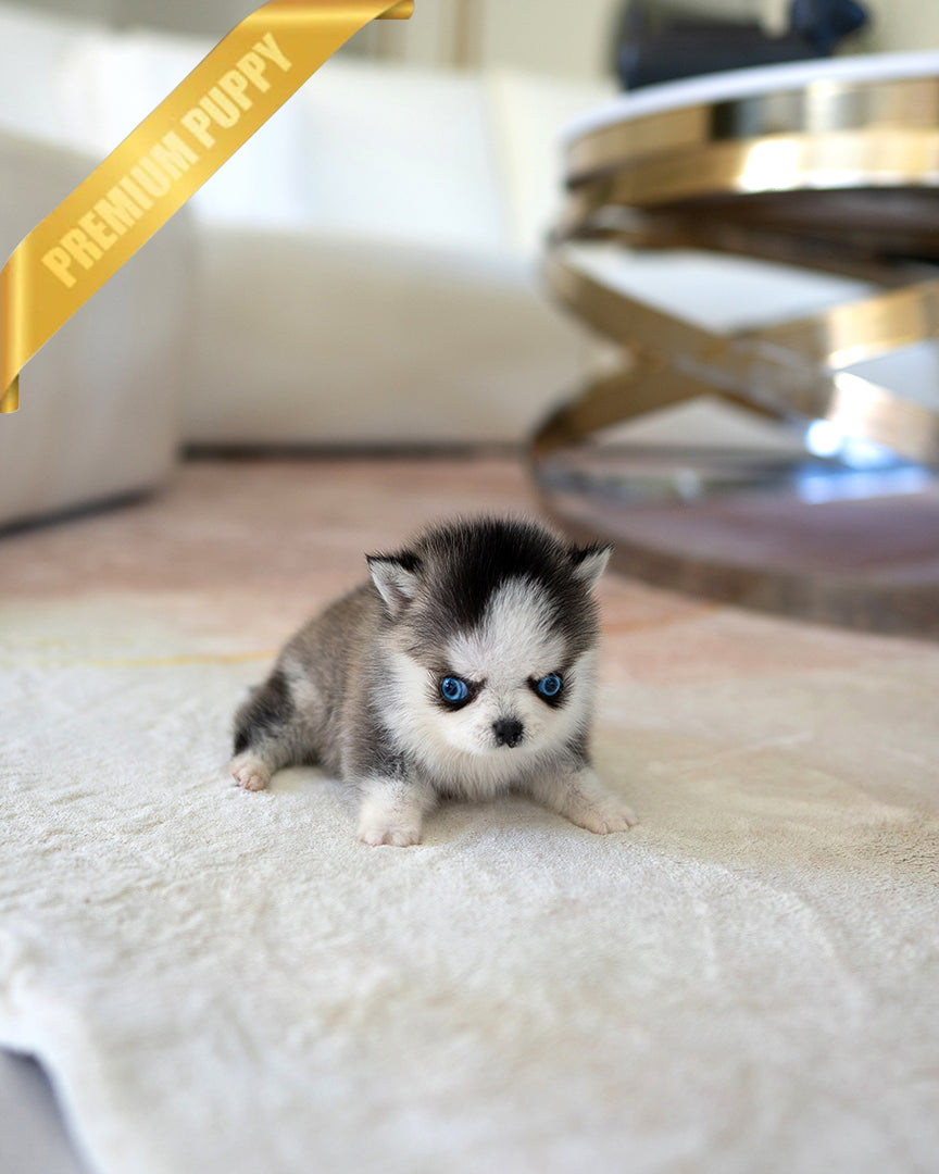 MILO - MALE