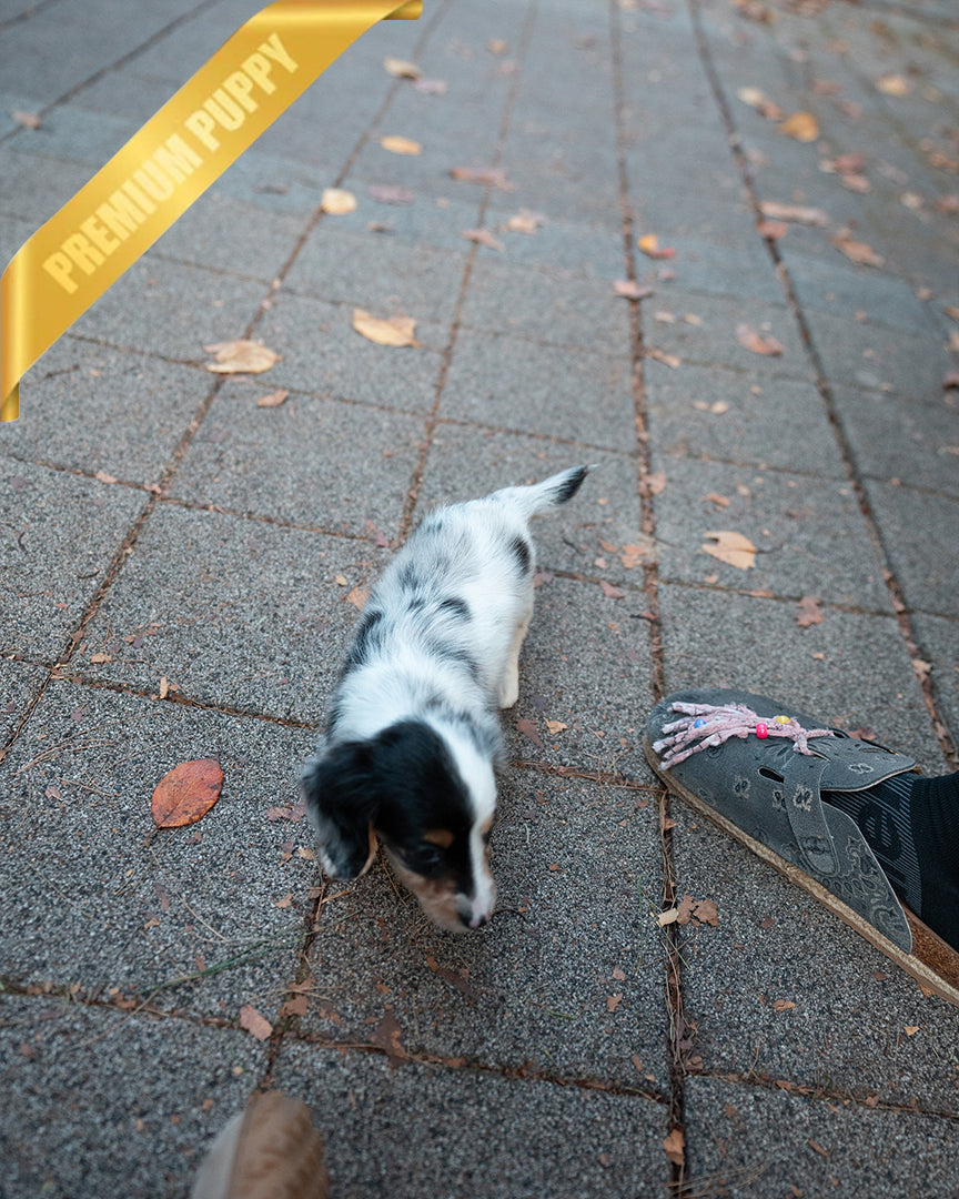 DOTTIE - FEMALE (RESERVED by LATIFA)