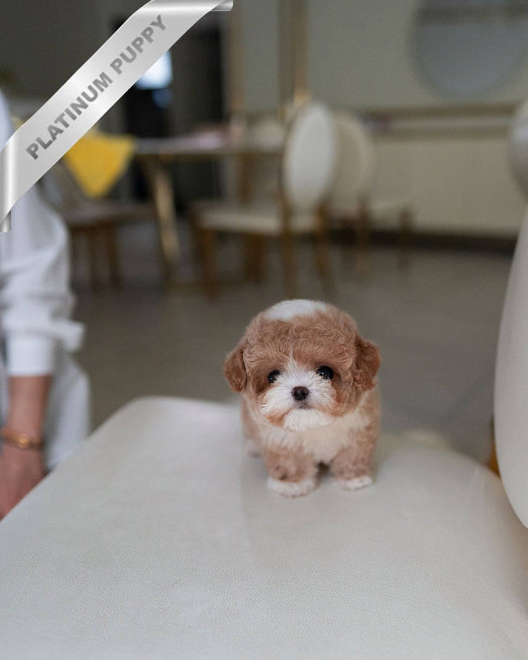 TOBY - MALE (RESERVED by KIM) - ROLLY TEACUP PUPPIES - TEACUP PUPPY FOR SALE