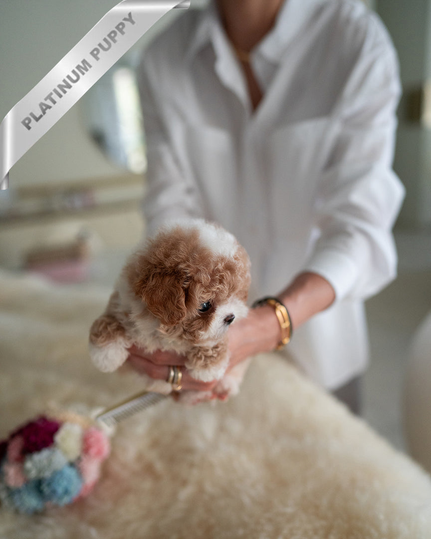 TOBY - MALE (RESERVED by KIM) - ROLLY TEACUP PUPPIES - TEACUP PUPPY FOR SALE