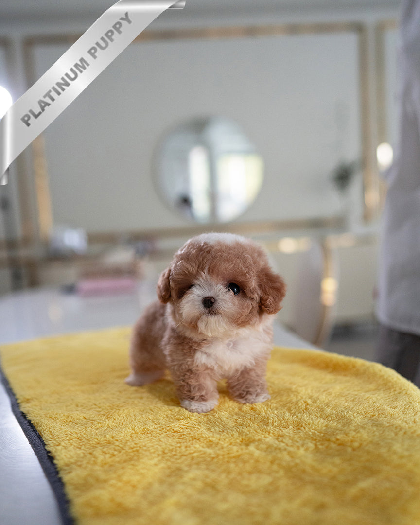 TOBY - MALE (RESERVED by KIM) - ROLLY TEACUP PUPPIES - TEACUP PUPPY FOR SALE