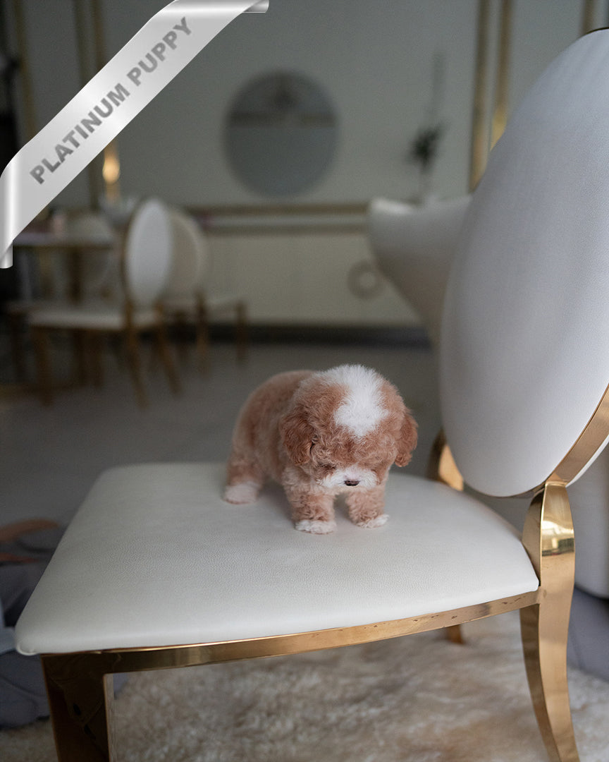 TOBY - MALE (RESERVED by KIM) - ROLLY TEACUP PUPPIES - TEACUP PUPPY FOR SALE